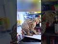 Funny serval#serval #funnyvideo #funnymoments #foryou #fyp