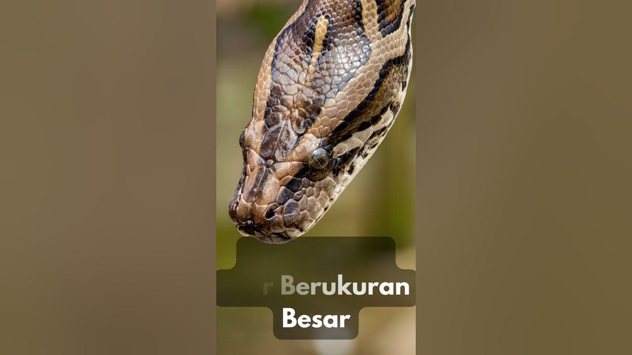 Arti Mimpi Lihat Ular Berukuran Besar