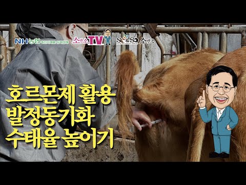 [소앤소TV-김재경원장, 상담 1661-6895] 한우 번식우 발정 동기화 및 수태율 높이기