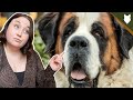 5 Reasons you SHOULD NOT GET A SAINT BERNARD