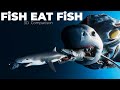 Fish Eat Fish Comparison 3D Comparison Fish Eat Fish