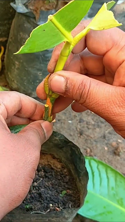 Cara Sambung Pucuk Manggis Cepat Tumbuh Tunas, Sambung Batang Manggis, Mangosteen Grafting