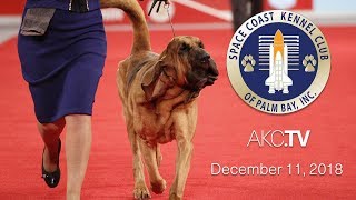 Space Coast Kennel Club of Palm Bay