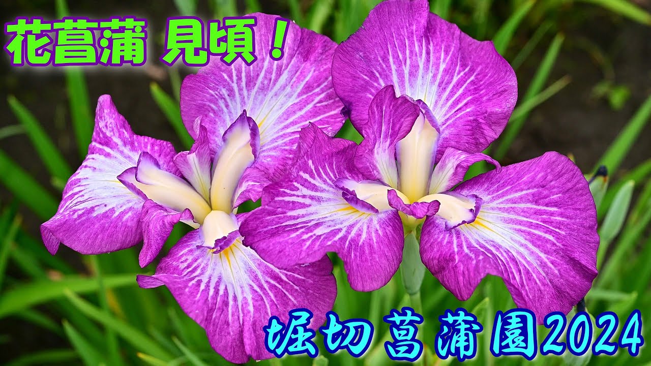 4K】「花菖蒲」見頃！！@堀切菖蒲園2024 - YouTube