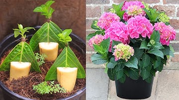Hydrangea Care At Home, How To Grow Hydrangeas from Leaves with Bananas