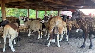 TUPA (SHEEP) GROWING in AJ FARM …