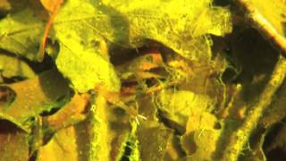 Brief Clip: Fairy Shrimp Swimming