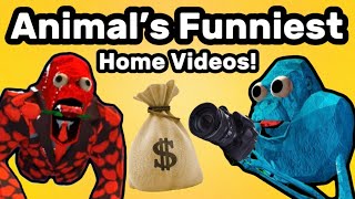 Animals Funniest Home Videos! : An Animal Company Movie