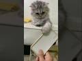 Cat Playing With Full Energy | Super Active Moves #shorts