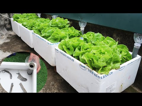 וִידֵאוֹ: האם אתה יכול לגדל צמחים בקופסאות קצף: טיפים לגידול צמחים במיכלי צמחי קצף