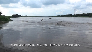 巨大魚 ハクレン のジャンプ Youtube