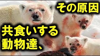 チンパンジー 熊 カバ 共食いする動物たち Youtube チンパンジー 熊 カバ 共食いする動物たち Youtube