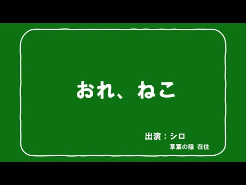 おれ、ねこ【cover】シロさん　I am a cat.