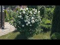 Летняя обрезка чубушника (садового жасмина)