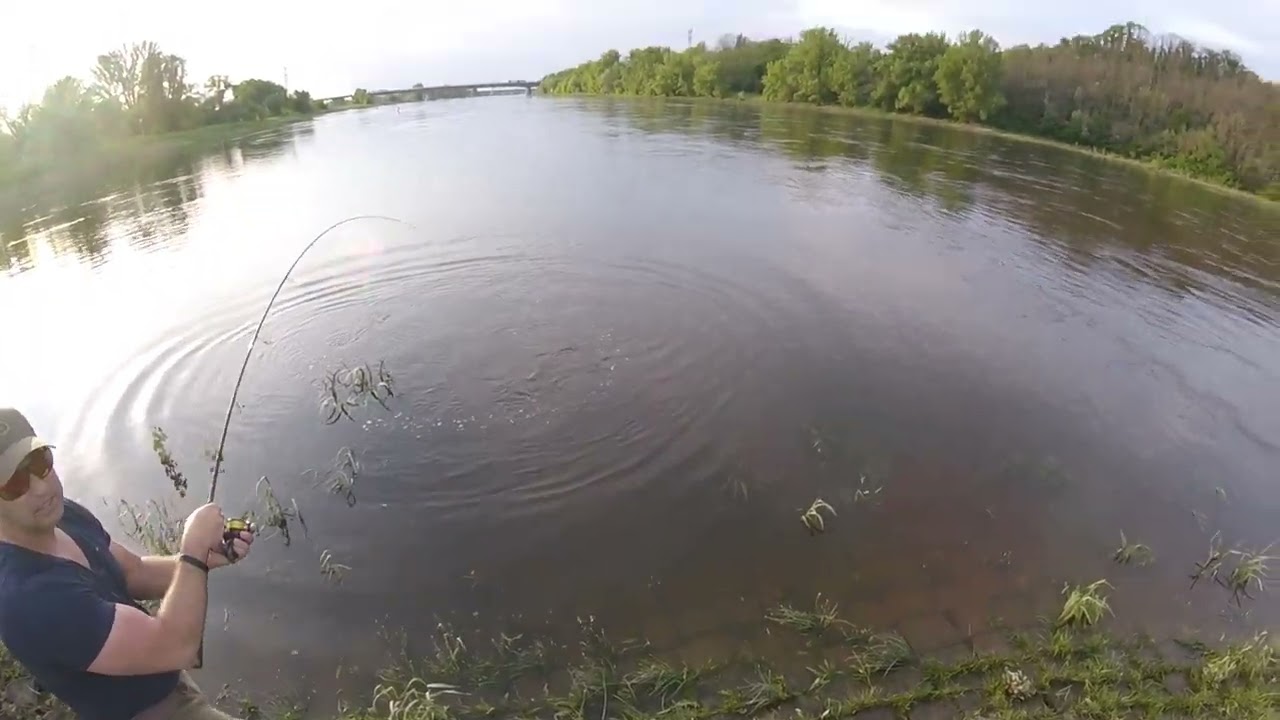 Welsdrill an der Elbe auf der  Barschrute - 1.34m