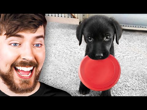 Vídeo: Les cries necessiten un perro?