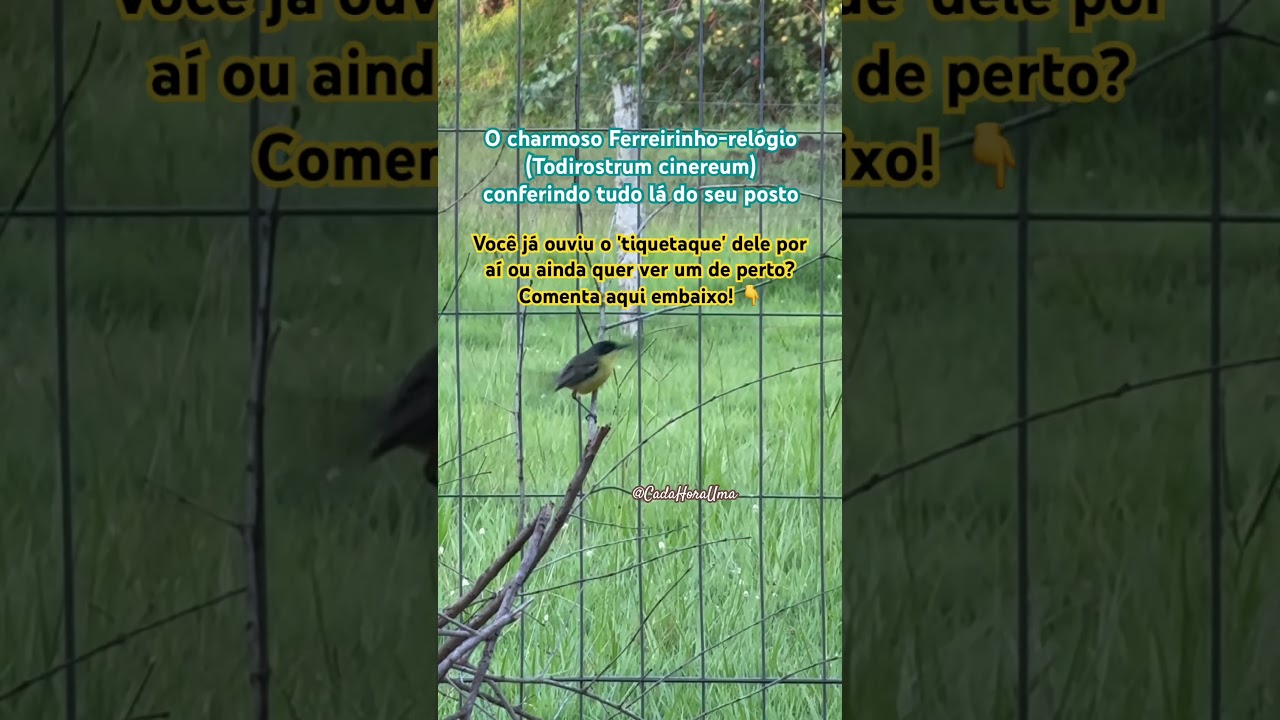 O Ferreirinho-relógio, é pequeno no tamanho, e gigante no estilo!