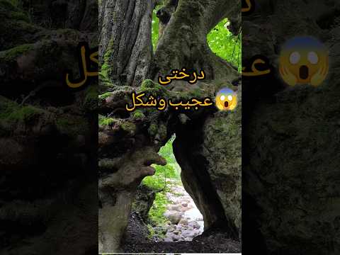 درختی غول اسادرجنگل دوهزار طبیعت مازندران طبیعتگردی درختان جنگل دوهزار جنگل نوردی