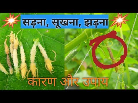 वीडियो: खीरे की पौध कैसे खिलाएं? यदि अंकुर खराब रूप से बढ़ते हैं और पीले होते हैं तो आप क्या खिला सकते हैं? जब घर पर पहली पत्तियाँ दिखाई दें तो शीर्ष ड्रेसिंग