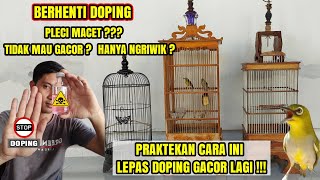 MENGATASI PLECI MACET SETELAH BERHENTI DOPING AGAR GACOR LAGI !!!