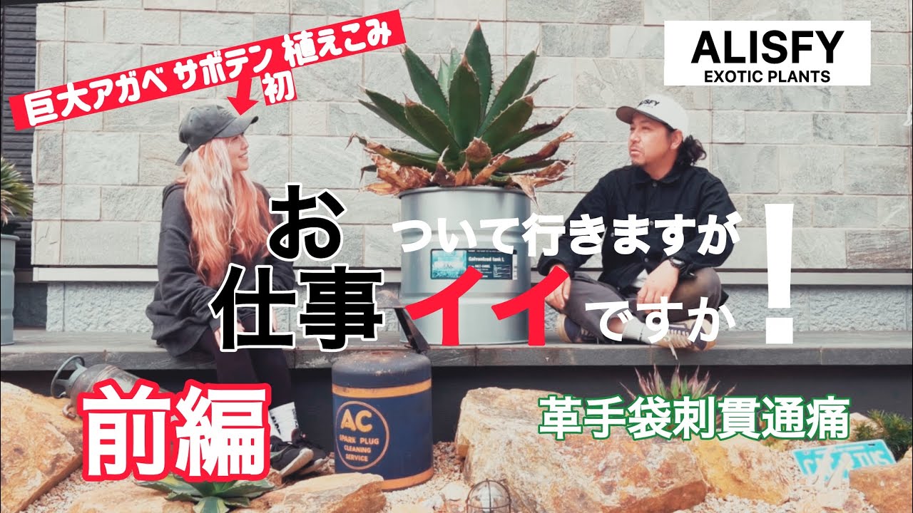 Part 1: Agave] Is it okay if I accompany you to work?! ALISFY