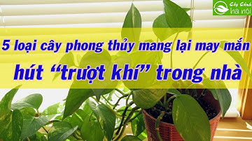 5 loại cây phong thủy mang lại may mắn, hút “trượt khí” trong nhà