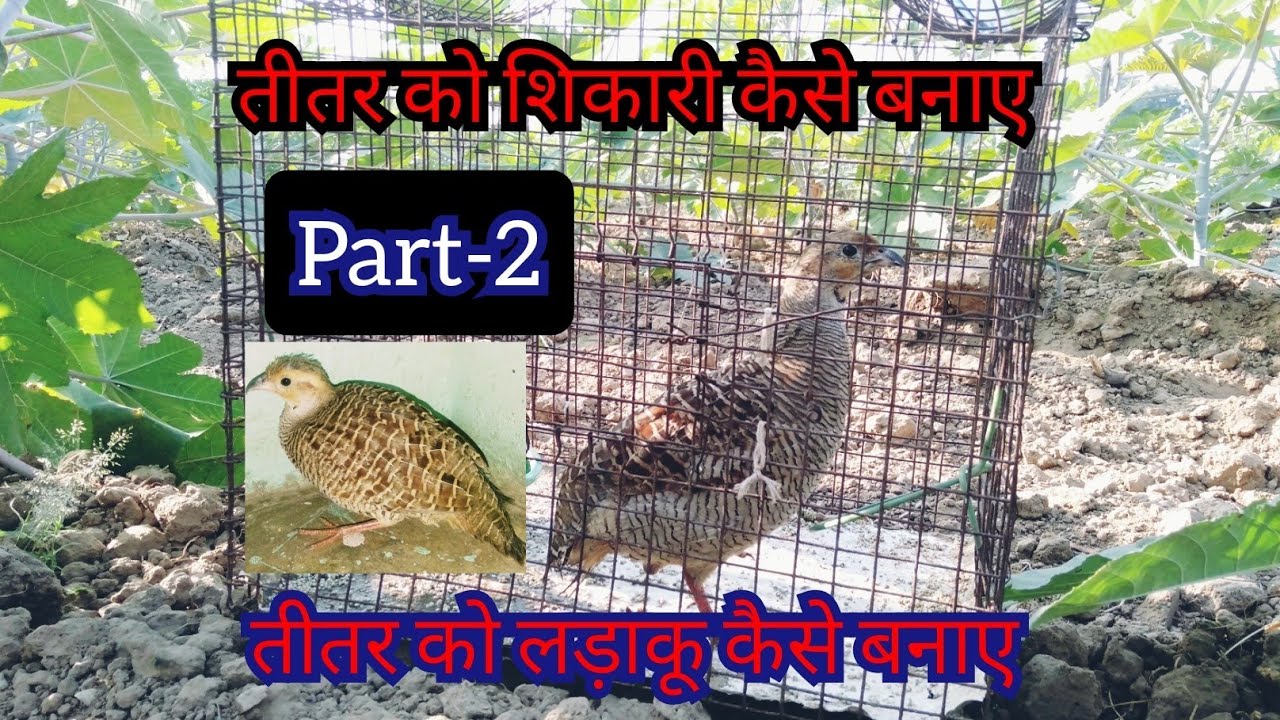 अपने पालतू तीतर को शिकारी कैसे बनाए||teetar ko ladaku kese banaye||part-2