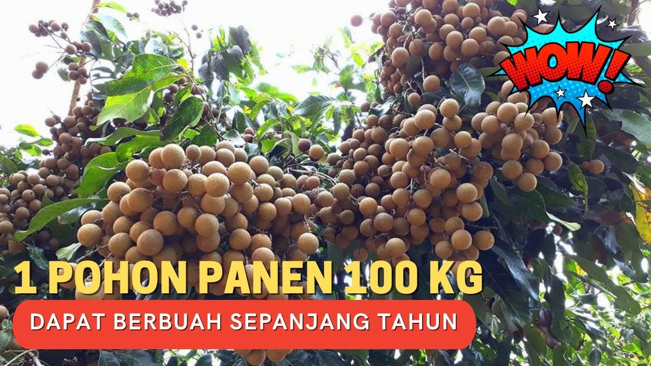KELENGKENG ITOH SUPER !!! DAGING BUAH TEBAL, SANGAT MANIS DAN BERBUAH SUPER LEBAT I Rawa Tani