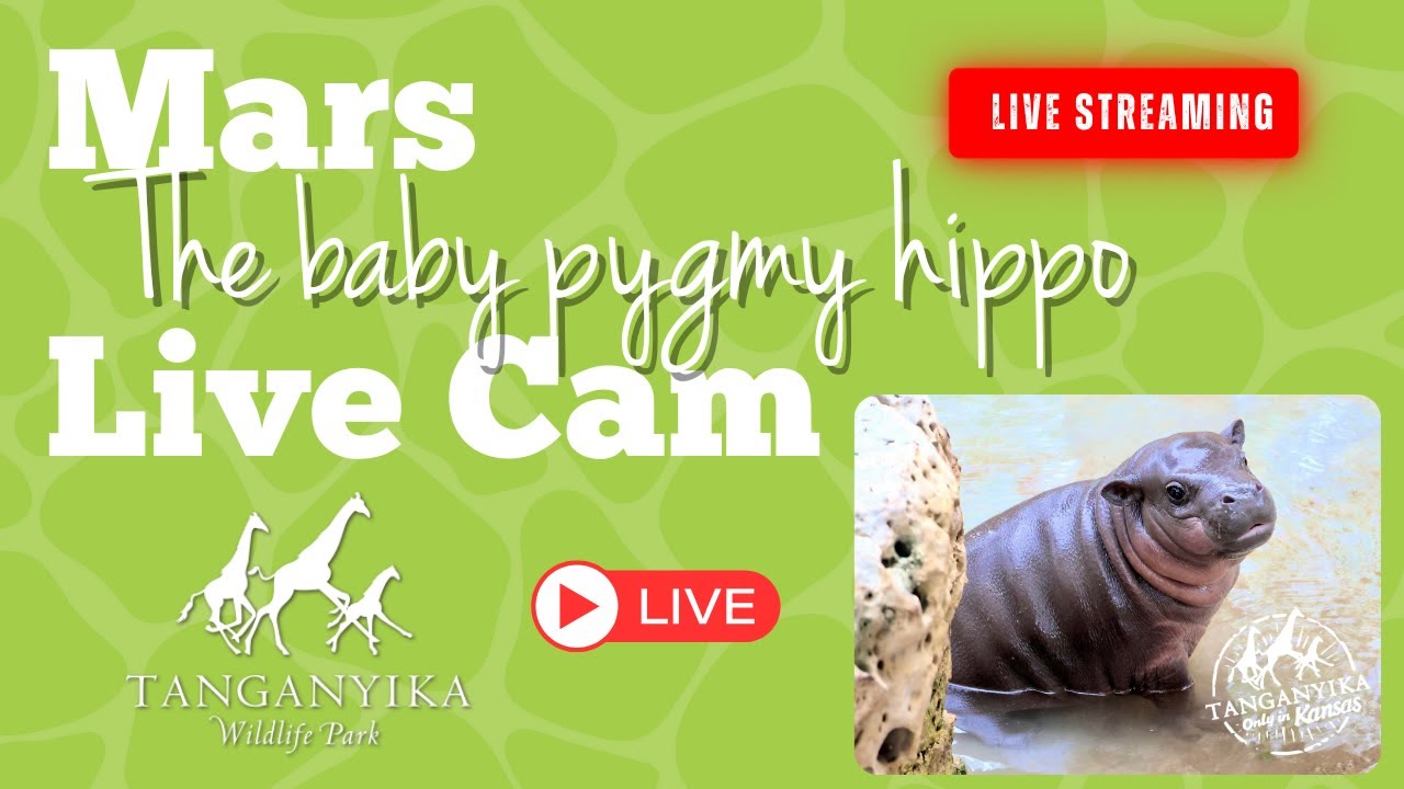 Mars the Baby Hippo Live Cam
