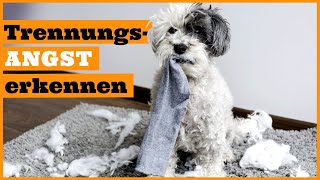 Hund kann nicht alleine bleiben I Trennungsangst beim Hund erkennen