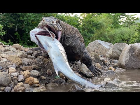 Deadly Komodo Extreme swallowing Giant Fish Trevally ๐ฑ