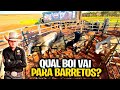 QUAL BOI DE RODEIO VOU LEVAR PARA O BARRETÃO