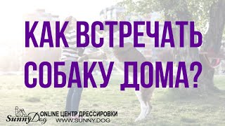 Как встречать собаку дома? Как отучить собаку прыгать при встрече? Как встречать собаку дома? Как отучить собаку прыгать при встрече?