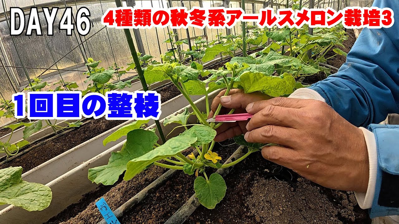 【整枝】秋冬系4種類のアールスメロン栽培3【1回目】　japan farming