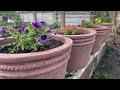 Proven winners superbells  planting containers