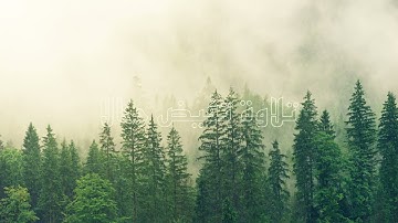 تلاوة مؤثرة ( كَانُوا قَلِيلًا مِّنَ اللَّيْلِ مَا يَهْجَعُونَ ) الشيخ سعودي الشريم