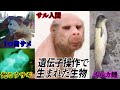 生き物はもう産まれない、作る時代になった。