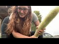 How to process green luffa (loofah) gourds