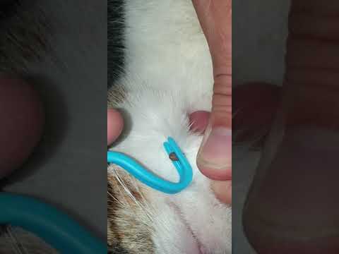 Video: Come rimuovere le teste di gatto?