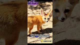 The Smallest Fox in the World? 🦊 #AnimalFacts #FennecFox #DidYouKnow