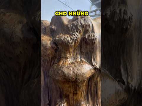 Sự xuất hiện và phân bố của gỗ ngọc am từ đâu