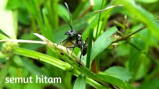 video cinematic black ant // kehidupan semut hitam