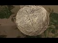 ODDLY Satisfying Aluminum foil #Asmr#shortslive#tracing