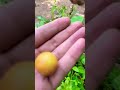Fresh organic small tomatoes