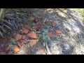 Old Turpentine Camp at Tiger Bay State Forest