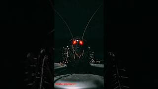 The cockroach | कॉकरोच