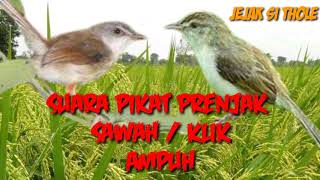 Download lagu Suara Pikat Dan Masteran Prenjak Klik / Sawah Jantan Dan Betina Paling Ampuh mp3