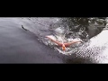 Ice Swimming, nage en eau gelée filmé par un drone