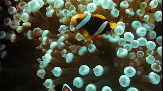 The Imagination Reef Project Teaser