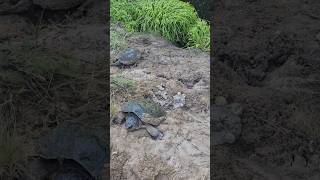 Snapping Turtles Laying Eggs on top of other Turtle Nests #nature #wildlife